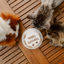 pets sniffing at birthday cake on plate